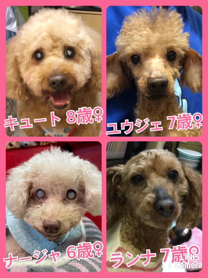 🐾今日の里親様募集中ワンコ🐶メンバーです🐾2021,3,21